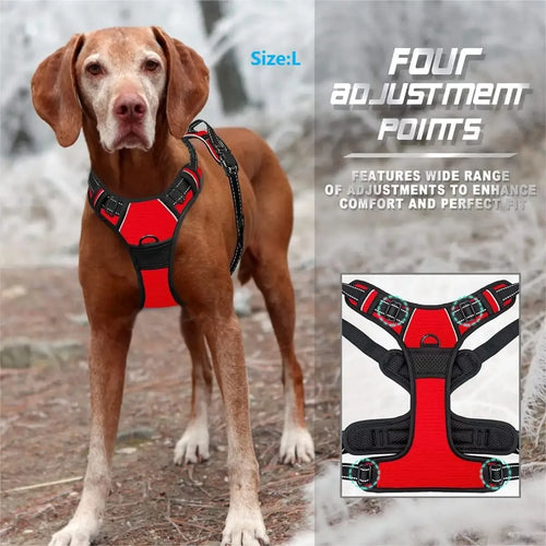 Dog Collars