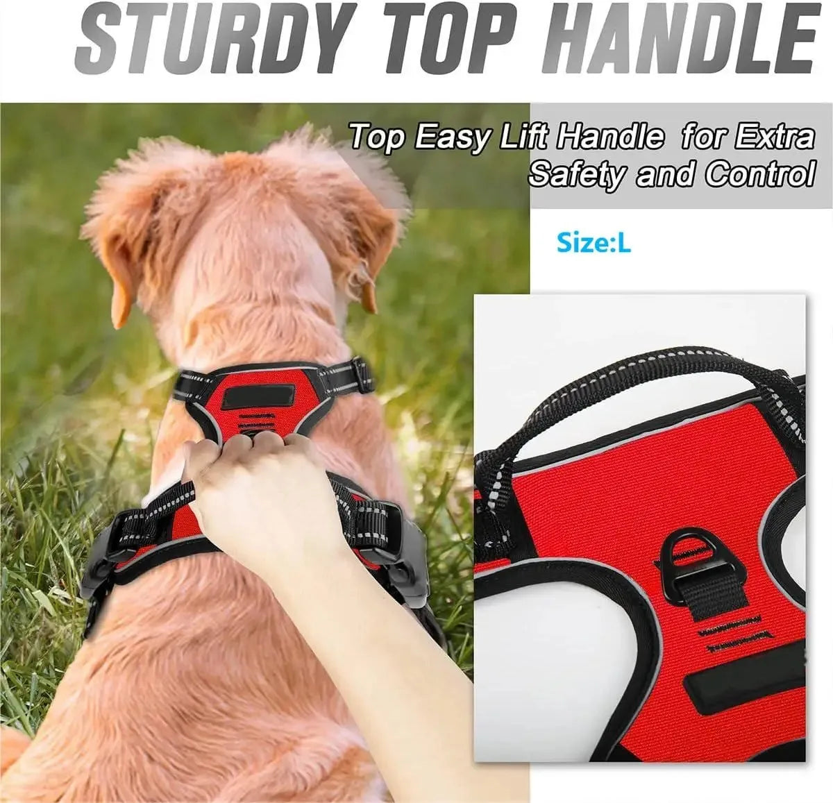 Dog Collars
